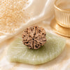 Authentic 6 Mukhi (Six-faced) Nepal Rudraksha