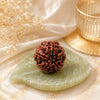 Authentic 5 Mukhi (Five-Faced) Nepal Rudraksha