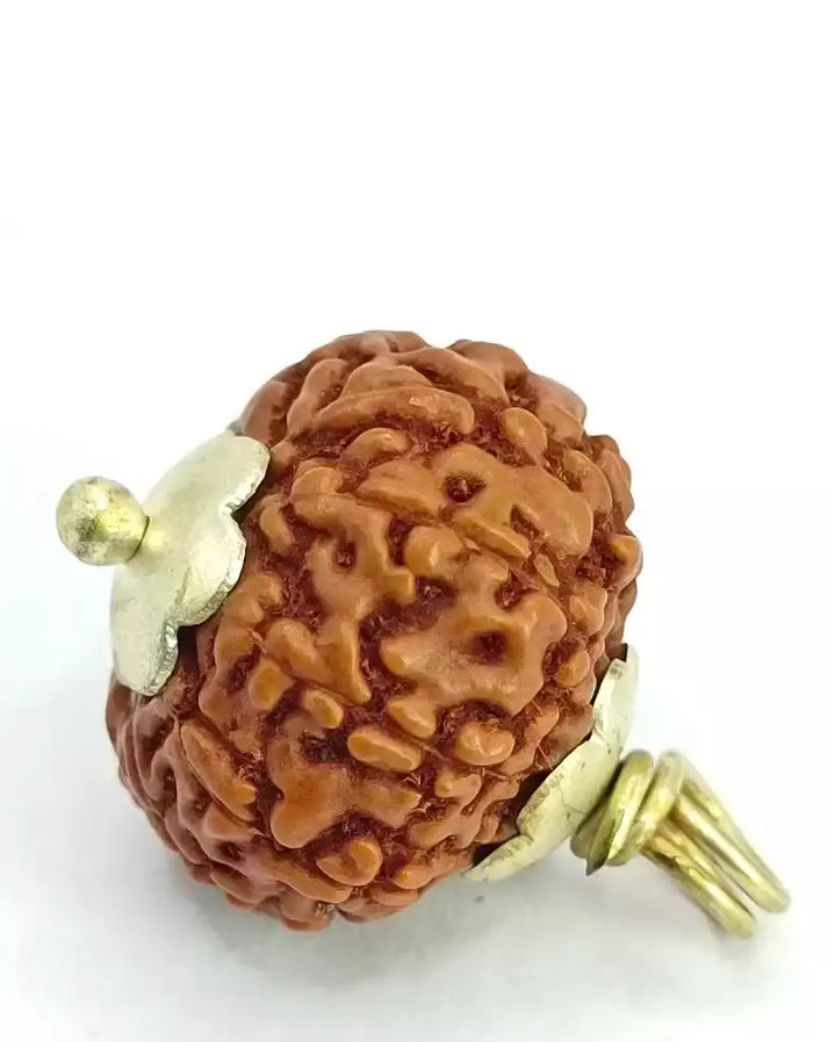 Authentic 9 Mukhi Rudraksha