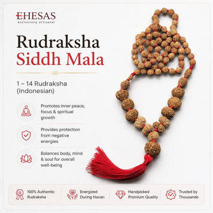 Rudraksha Siddh Mala 1 - 14 Rudraksha ( Indonesian )